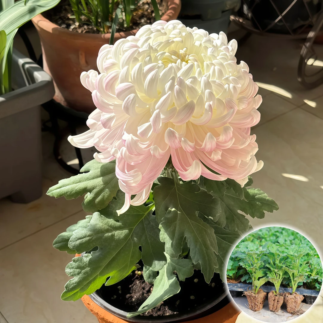 菊花苗荷兰菊盆栽盆栽室内外易活绿植阳台多年生四季开花耐热耐寒