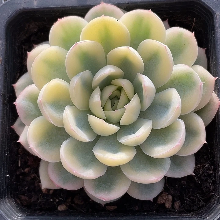草莓冰锦。锦龙一物一拍