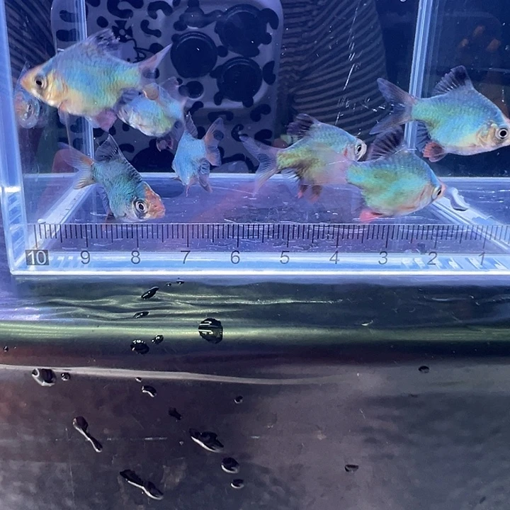 虎皮鱼绿宝石8条装