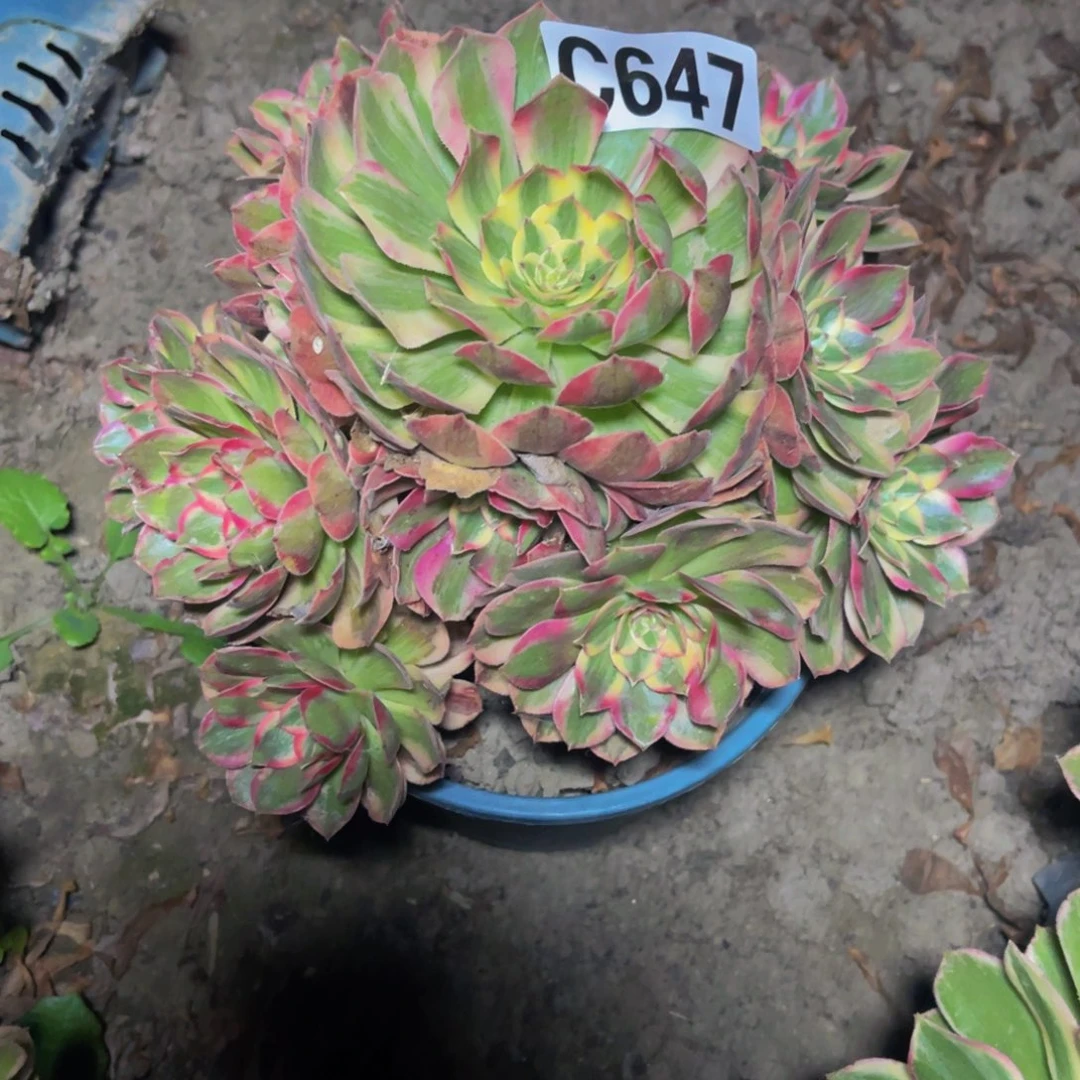 云河法师26////////35包邮