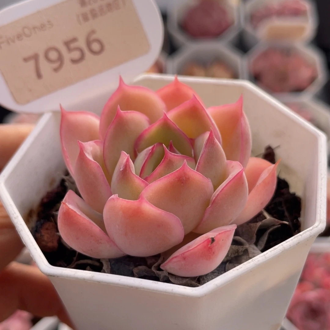 采荷7956-4.5厘米