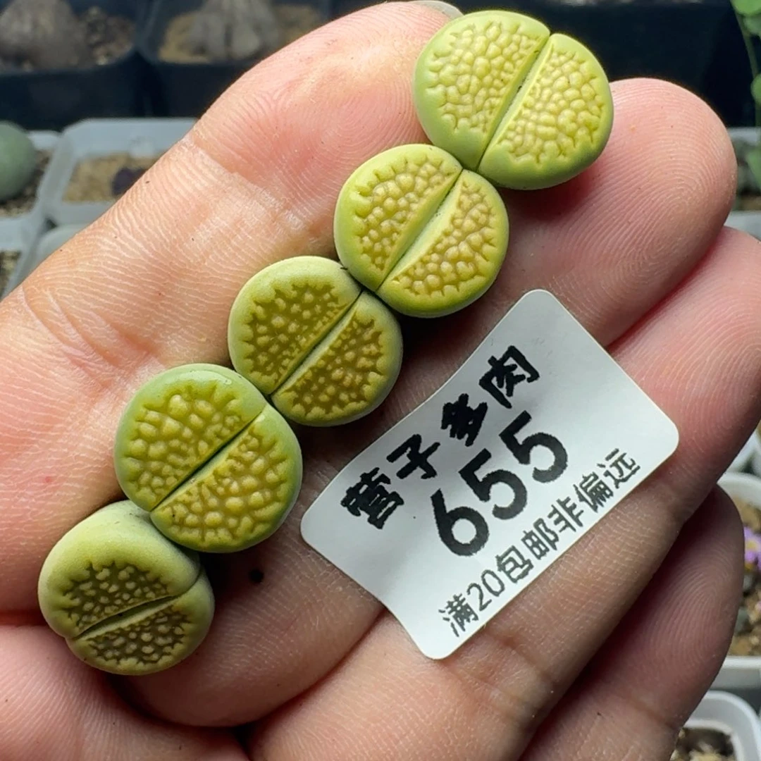 黄巴黎。