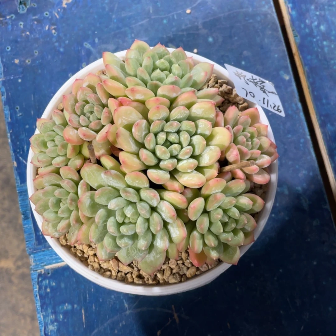 ៚***༗一物一拍中通快递