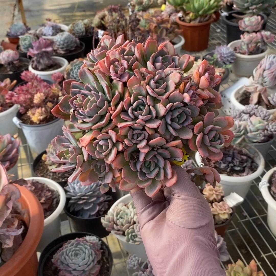 238甜橙老桩一物一拍