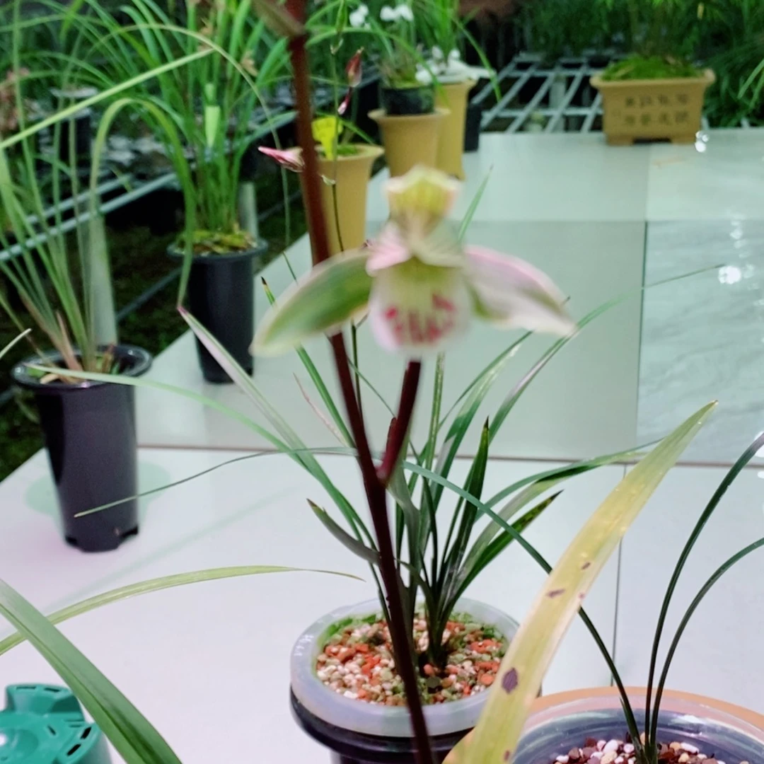 王***荷完全开放寒兰小胖子