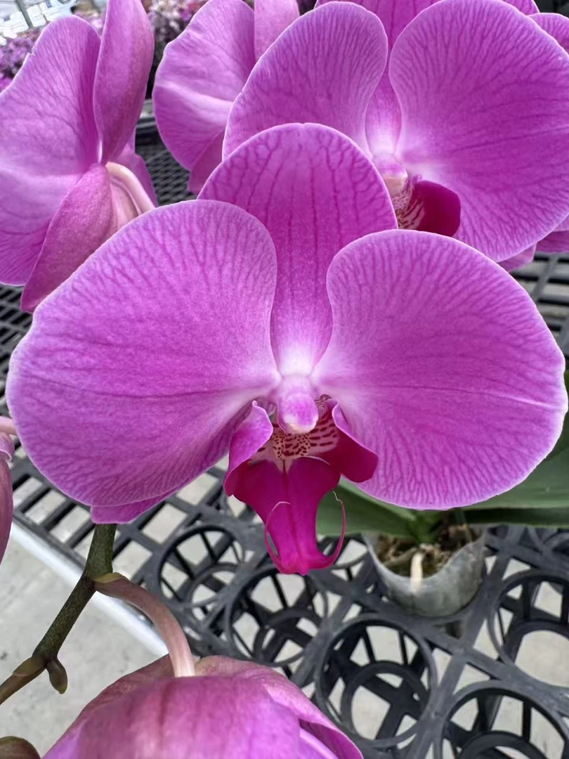 蝴蝶兰【粉宝图单】鲜花盆栽室内观赏花花佛山基地直发好养易活