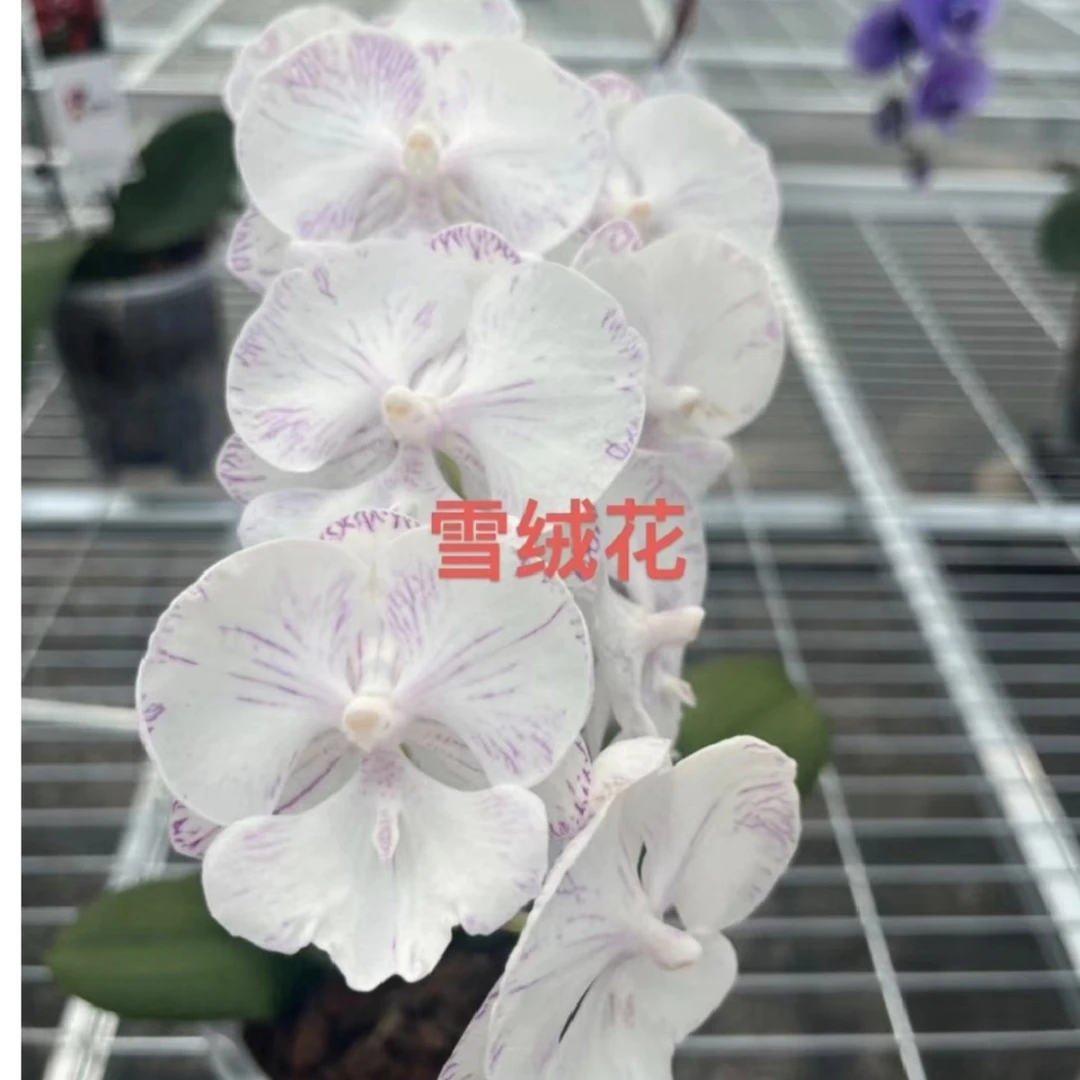 【雪绒花】蝴蝶兰 无花剑 仅是苗 2.8寸杯 弱根品