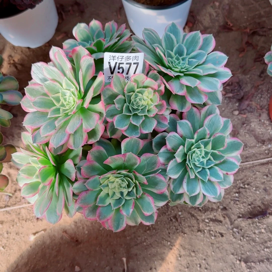 海王法师577冠幅22