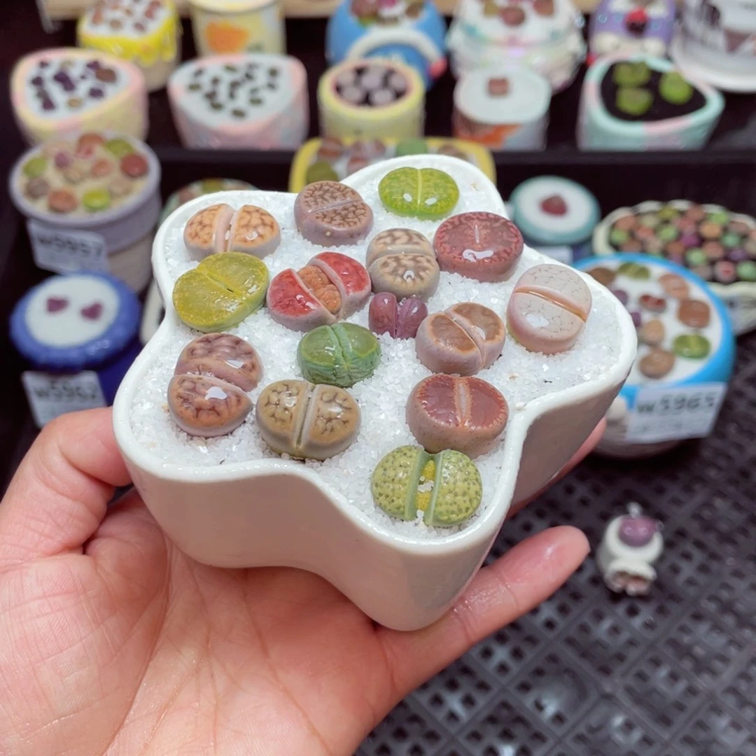 w5966 -零下地区拍保温箱-15支持寄养