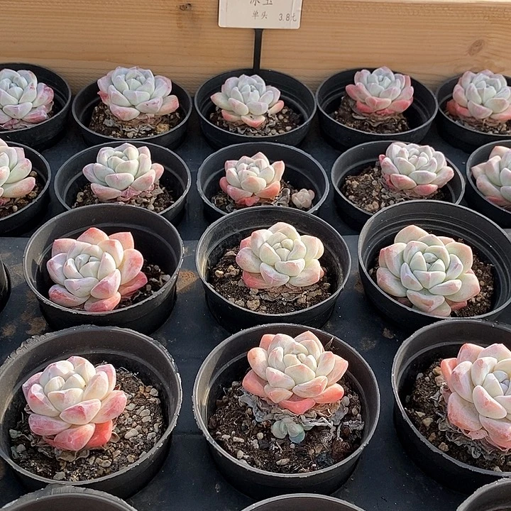 04冰玉单头 福利多多