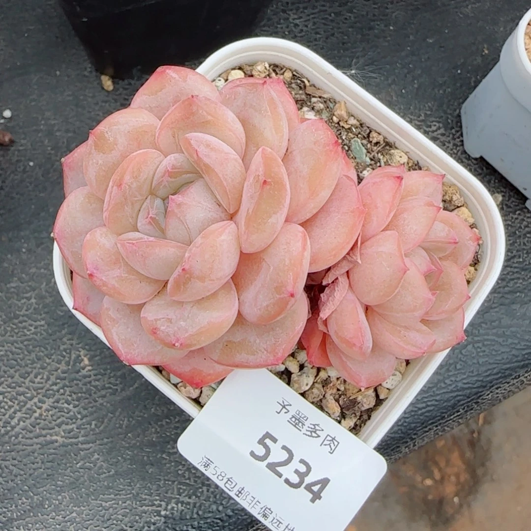 孤品糖心，5234多肉