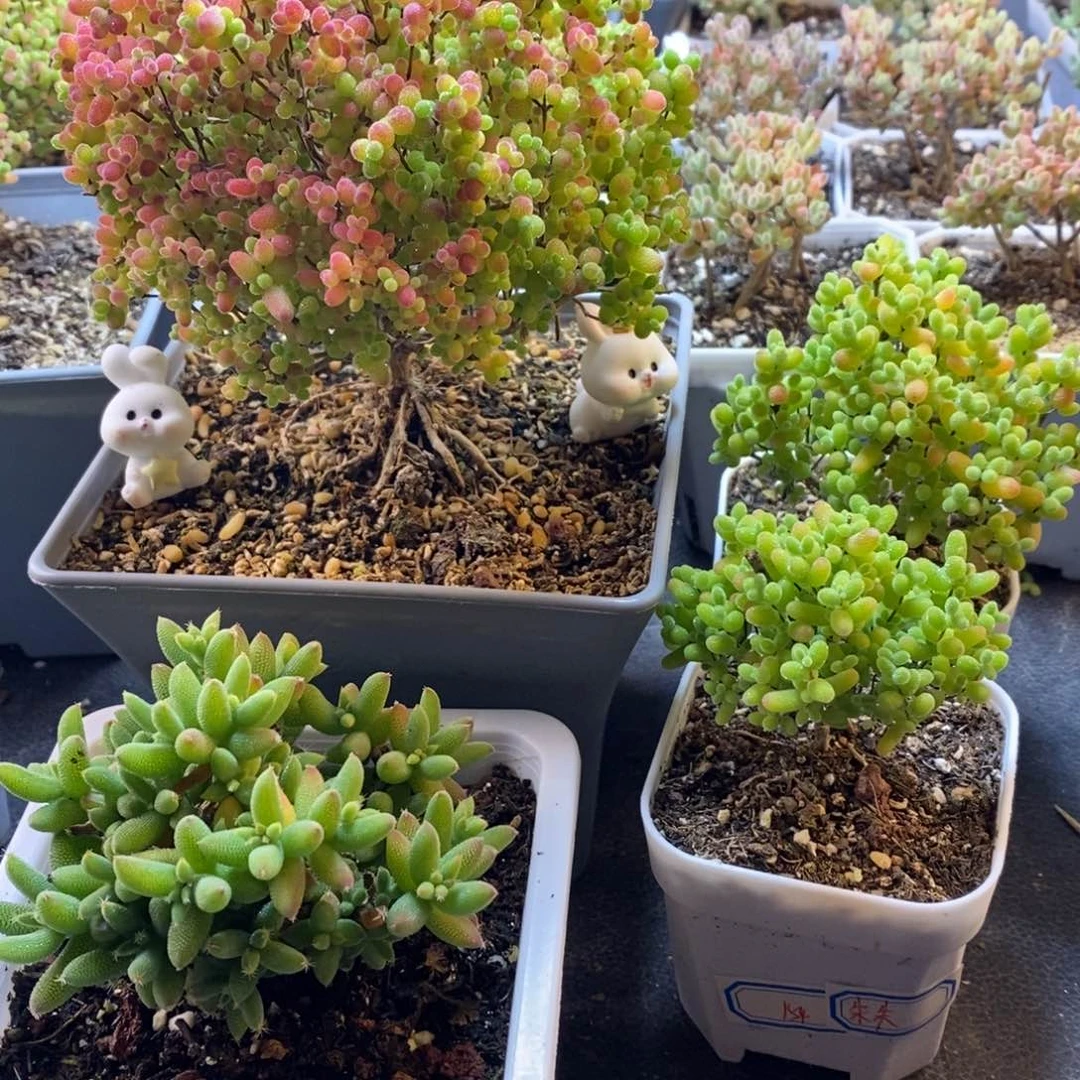 养***手796号蜜橘糖球枝干共4颗枝干