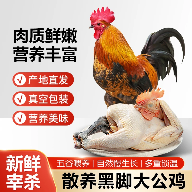 新鲜宰杀散养一年大公鸡真空包装锁鲜肉质鲜嫩产地直发