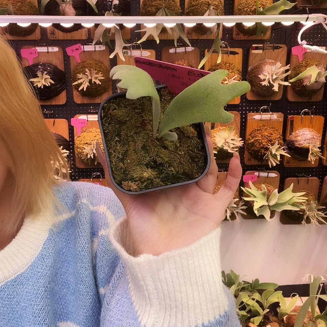 nook 丰收月 无原牌