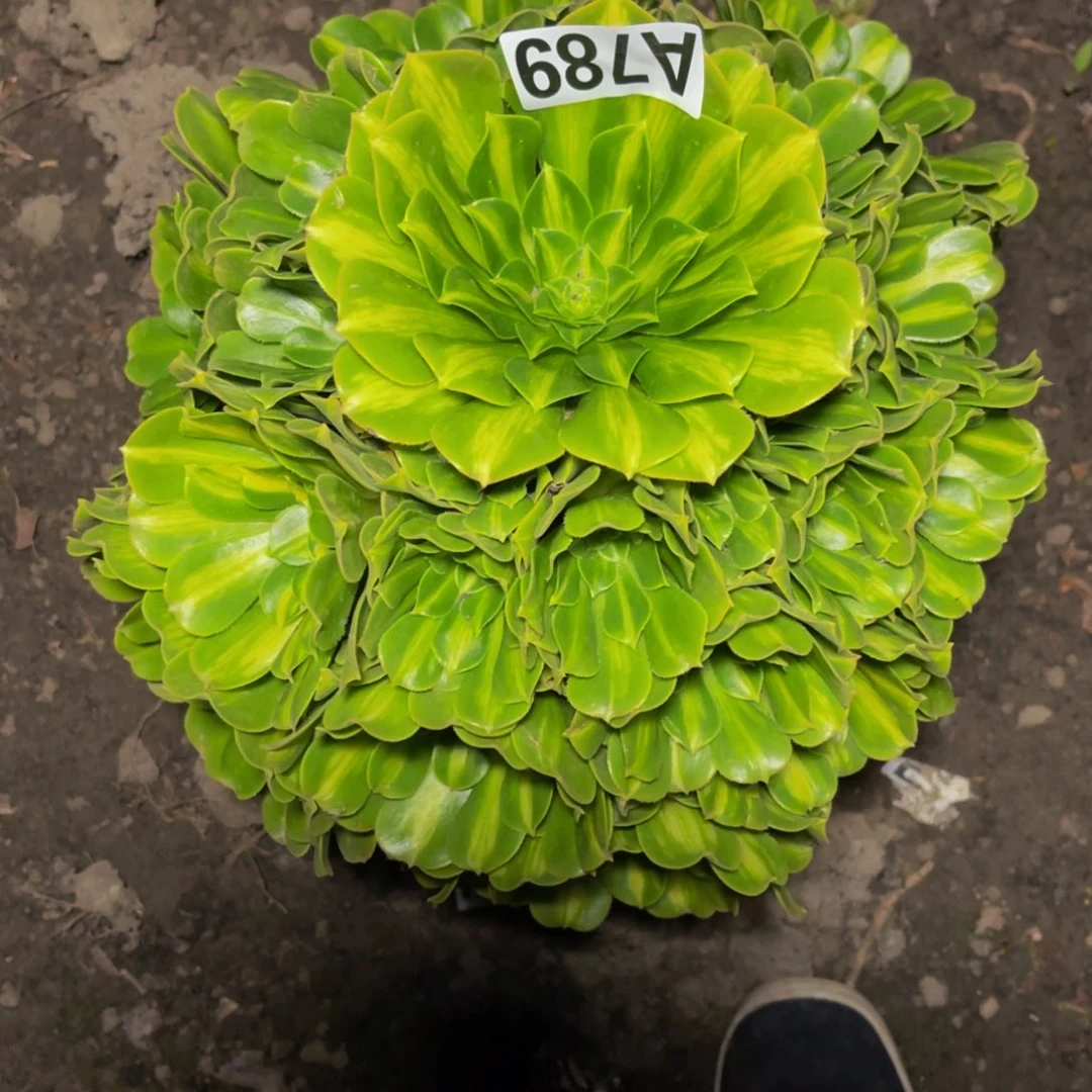 翡翠琉璃16//////-34包邮