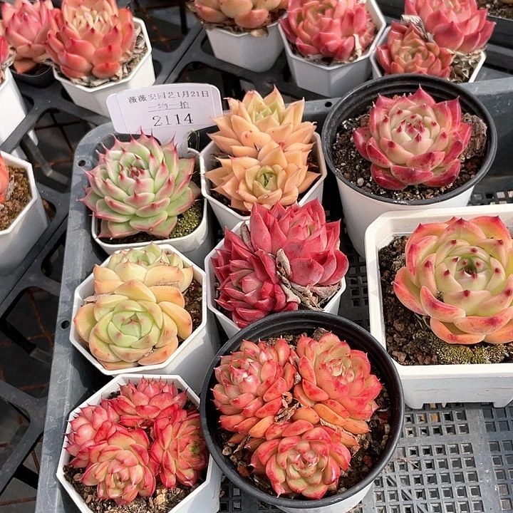 薇薇安园艺多肉2114
