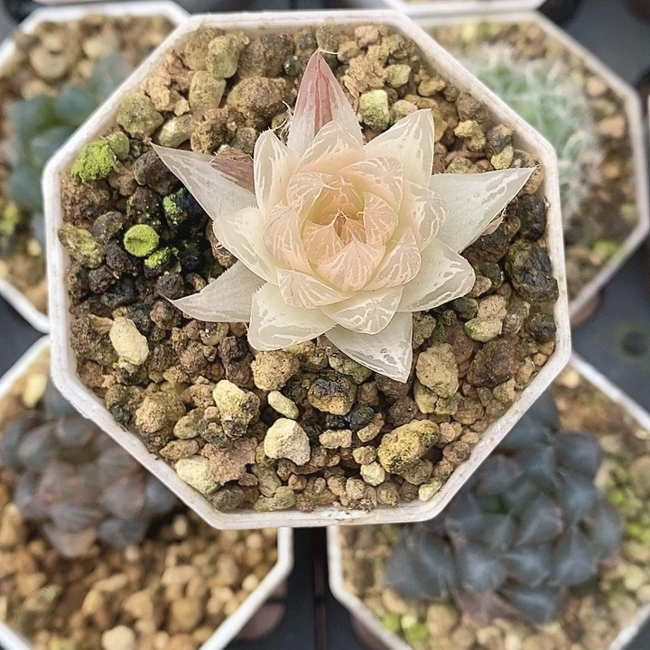 红水晶十二卷多肉植物