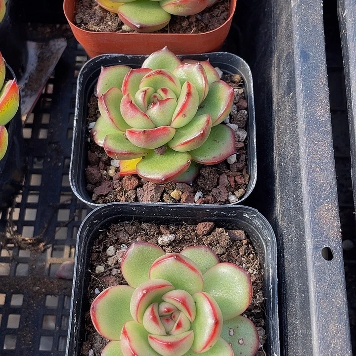 万宝龙带盆土发货