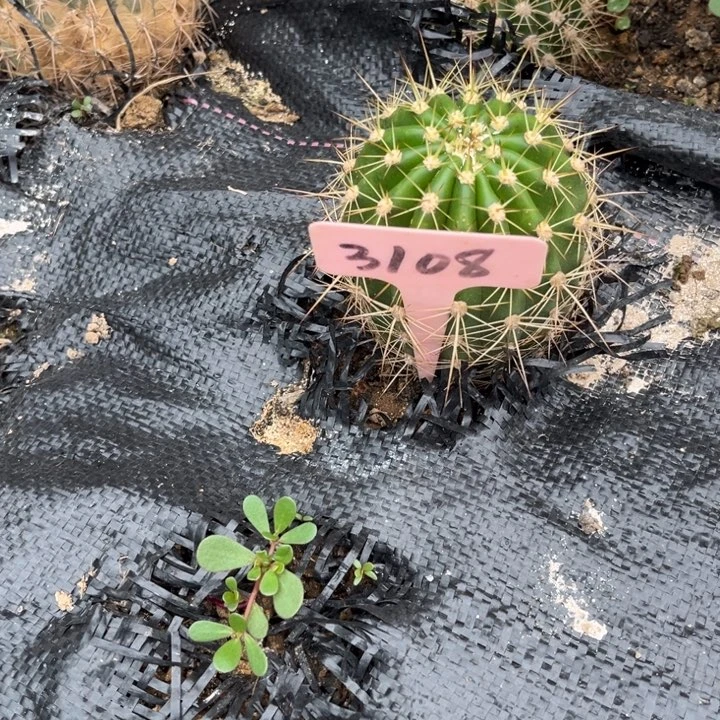 清清34微瑕毛花柱3108