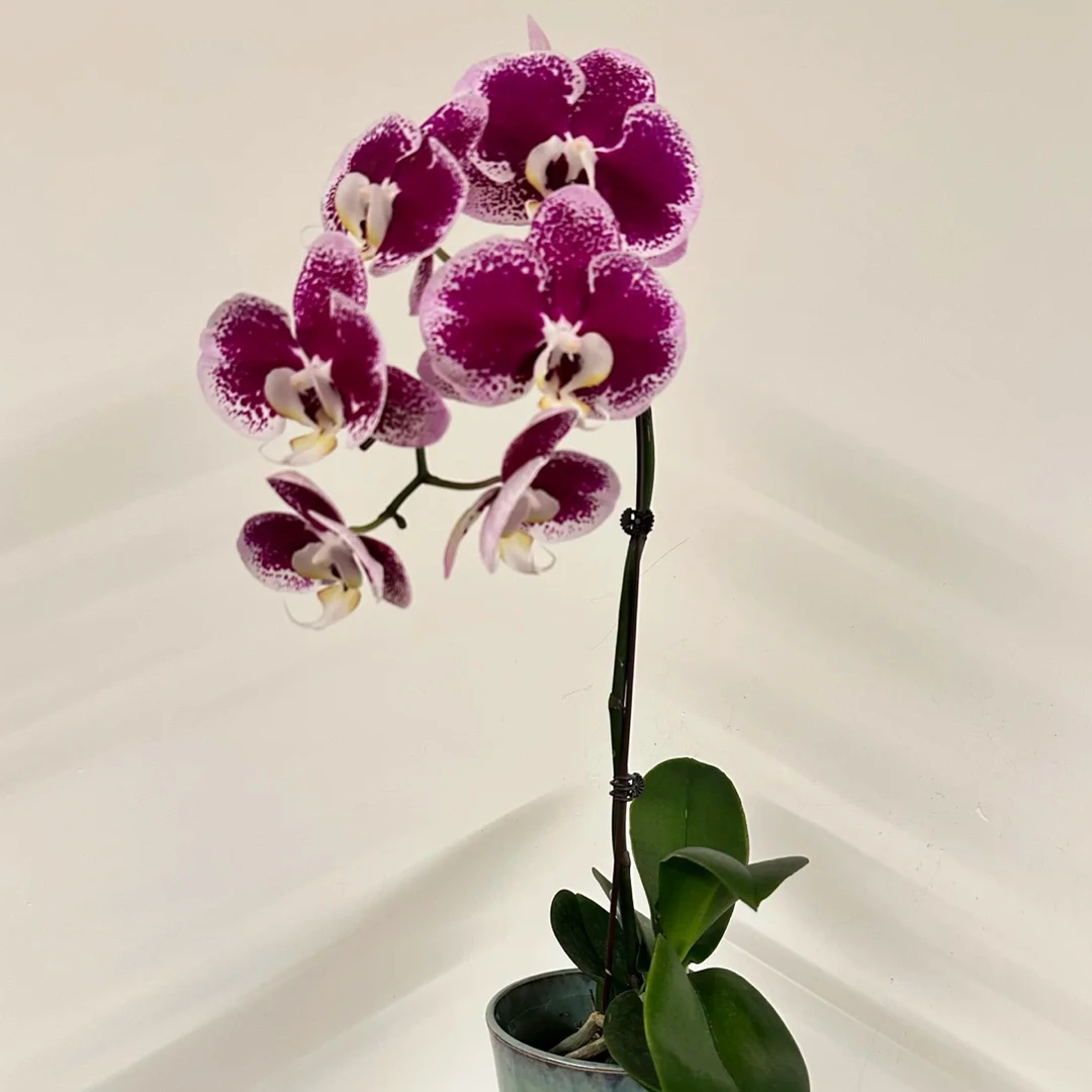 蝴蝶兰———(紫光玫瑰)(任意两颗包邮只拍一颗发苗)