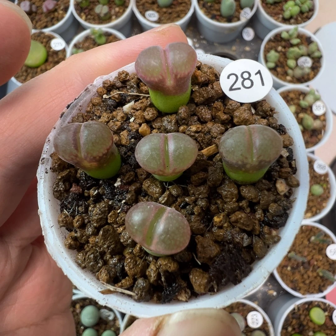 日系红网格一颗脱土2810000