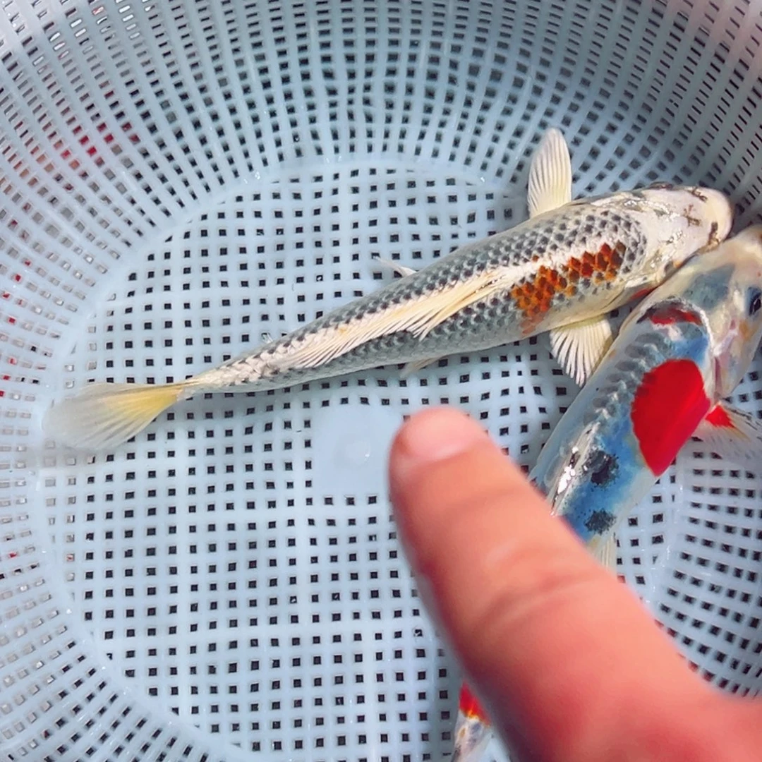 锦鲤锦鲤观赏鱼1111