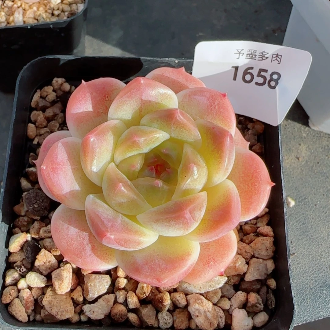 甜橙冰魄，1658多肉植物