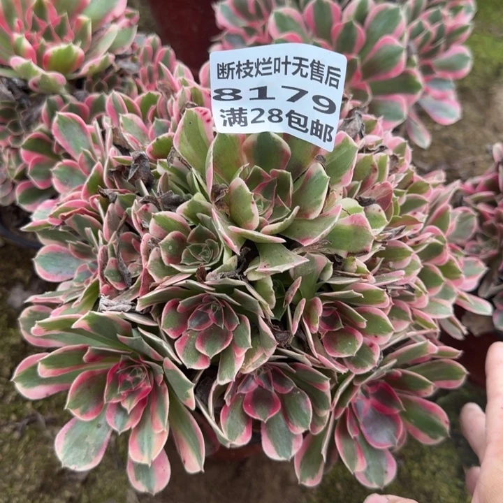 8719二号棚粉女巫B