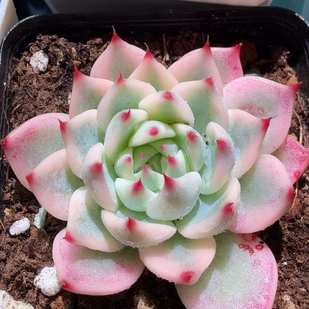 吉娃娃锦多肉植物