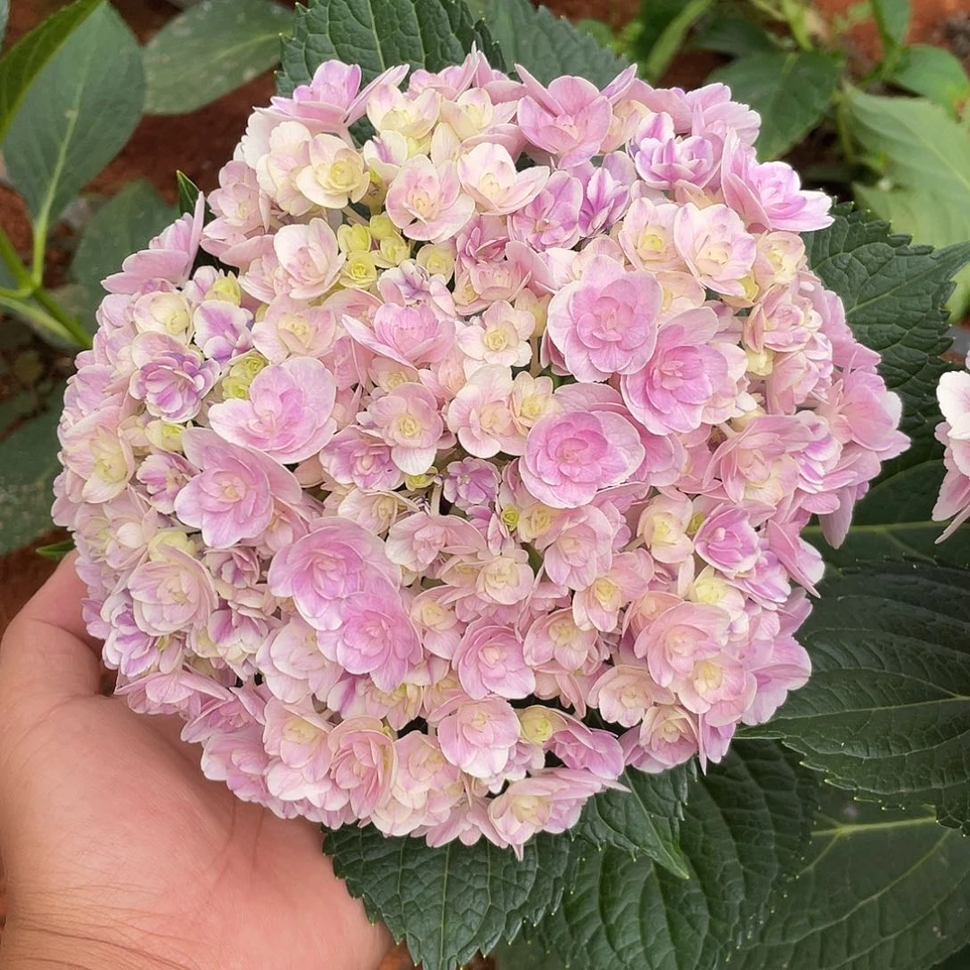 绣球切花一物一拍3枝包邮，12