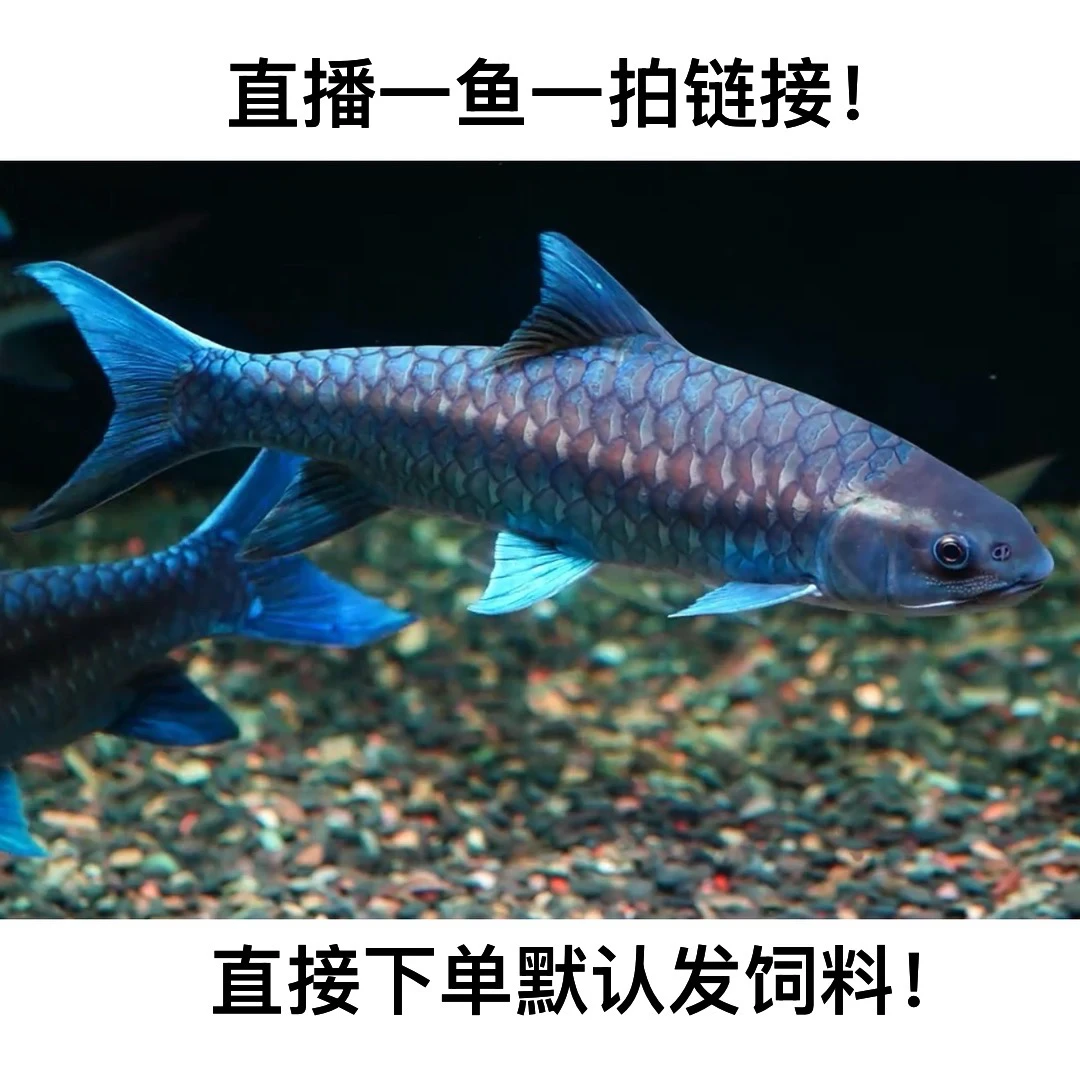 请勿直接下单，蓝吉罗金吉罗等多种吉罗鱼原生观赏鱼活体