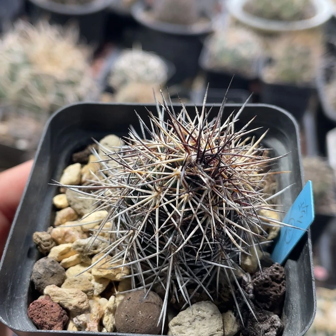 【闪购商品】达氏青花虾实生6666