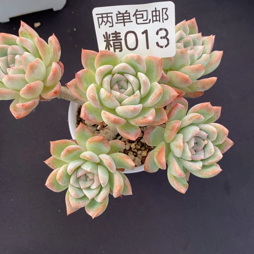 哈哈哈哈哈哈哈013