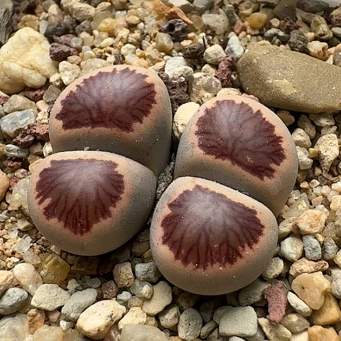 2758菊红窗菊花纹双头母本带盆