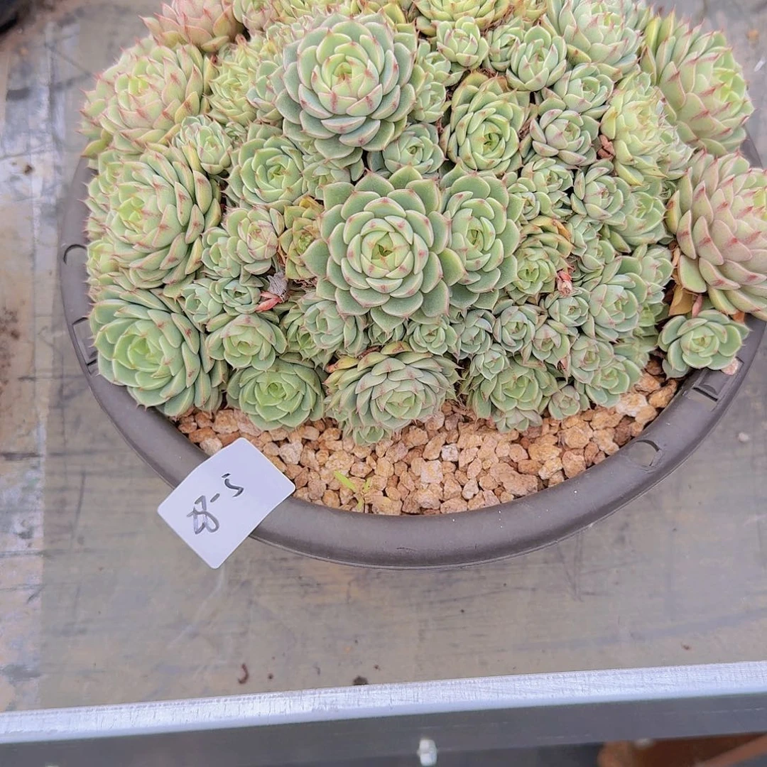 遇***82805本巴多肉植物