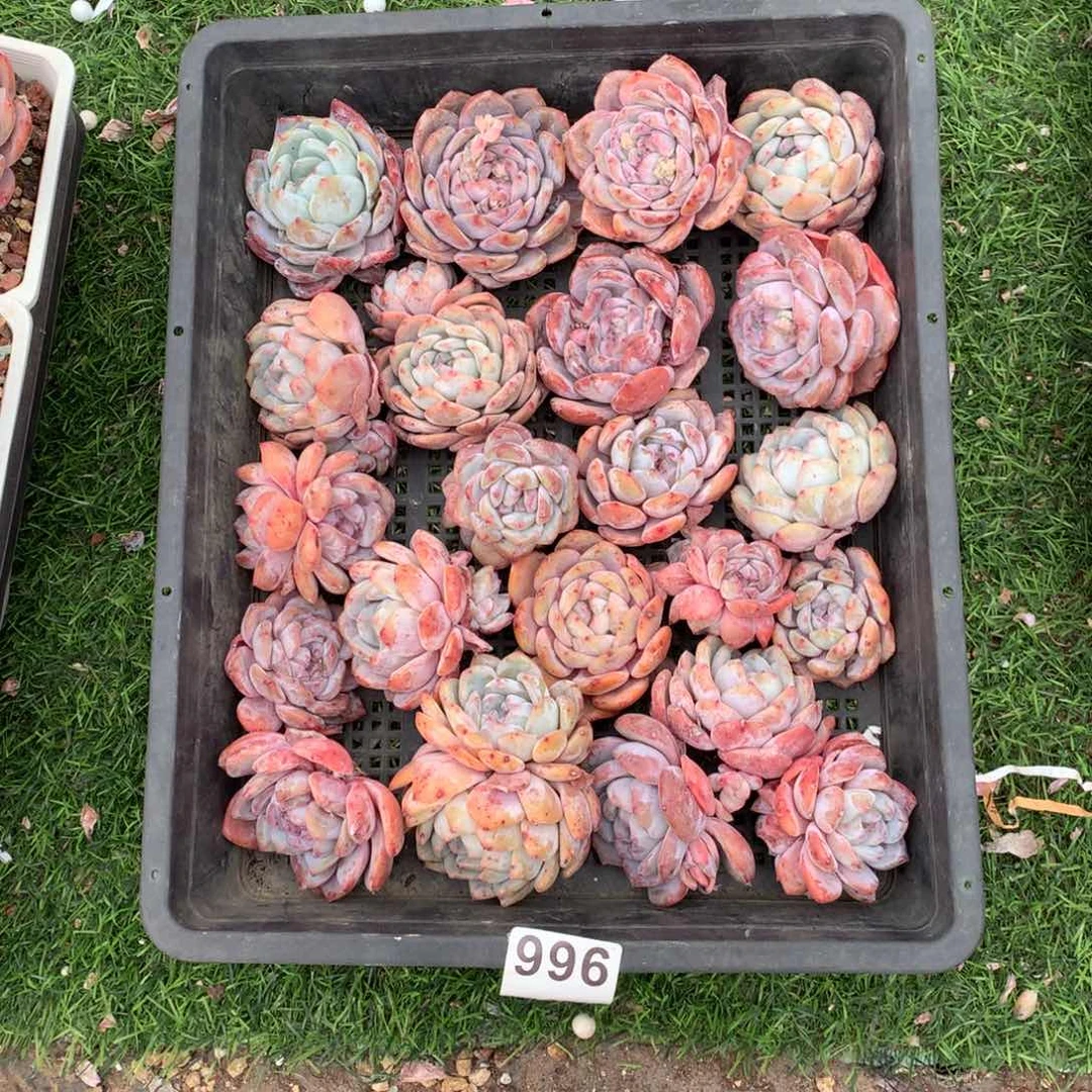 왕****一996橙子多肉植物组合