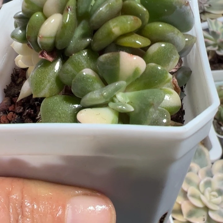 雪精灵锦缀多肉植物