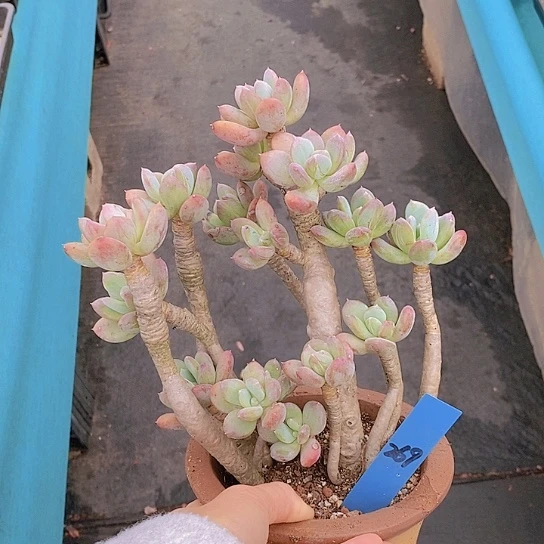 269多肉植物老桩