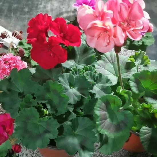 当前无花栽培后可以开花红加大山宫共2颗