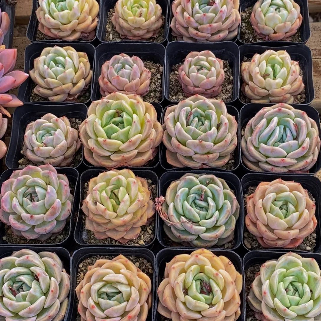 油*饼167的日子里的你