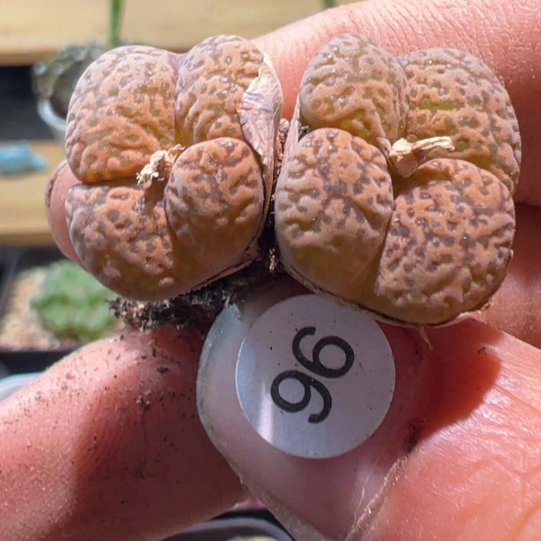 多肉植物1111111111