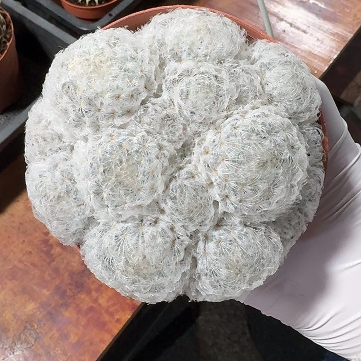 白星仙人球仙人球123