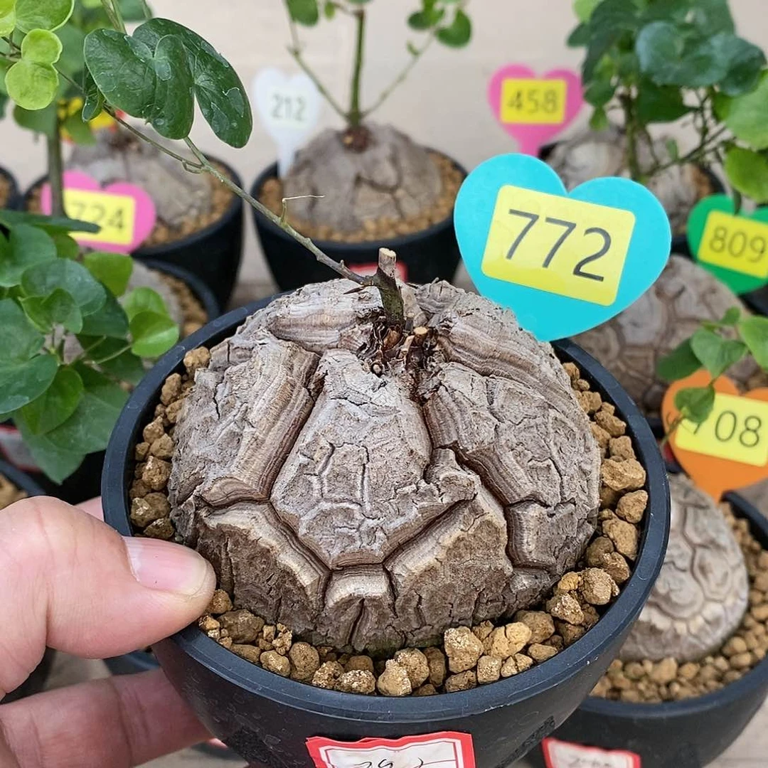 南非龟甲龙龟甲龙