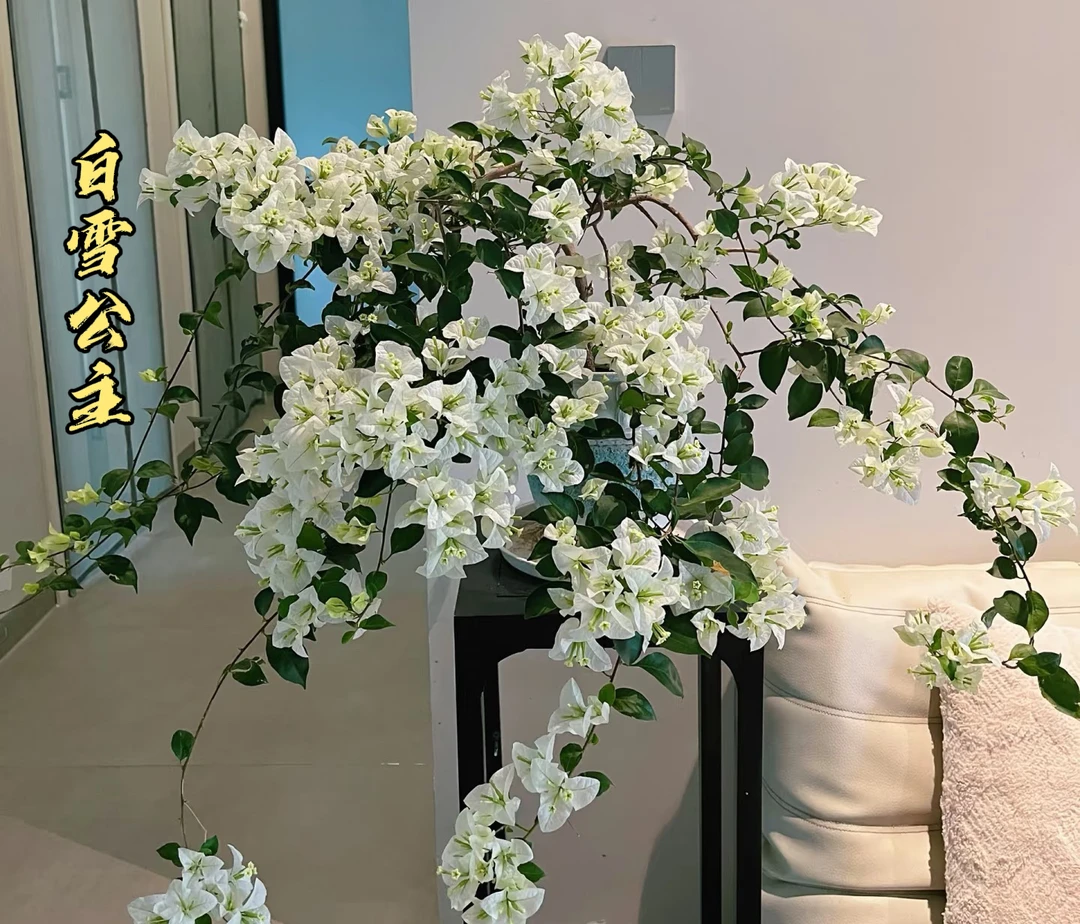 【白雪公主】 三角梅花卉勤花四季开花基地直发