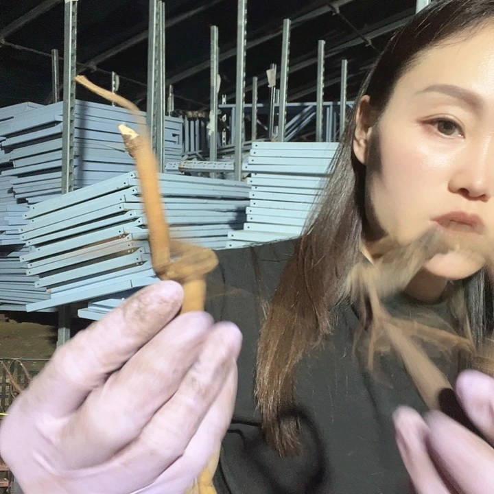 当前无花栽培后可以开花混苗2棵