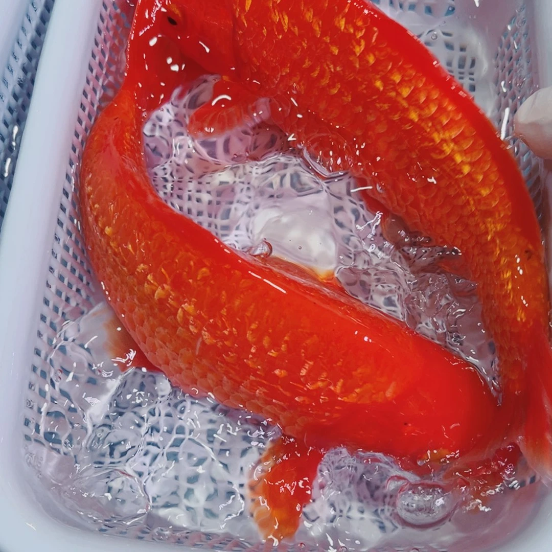 锦鲤锦鲤冷水鱼观赏