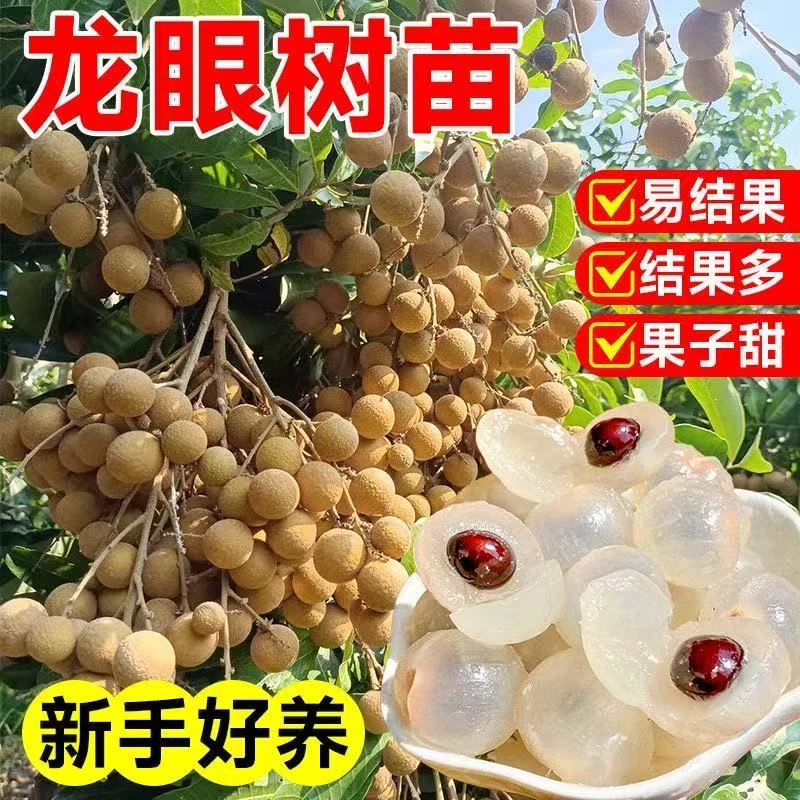 【龙眼树苗】四季大龙眼苗盆栽地栽石硖阳台庭院种植储良桂圆果树苗