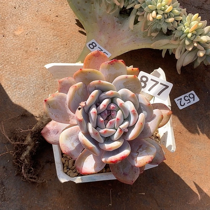 877橙子一物一拍多肉