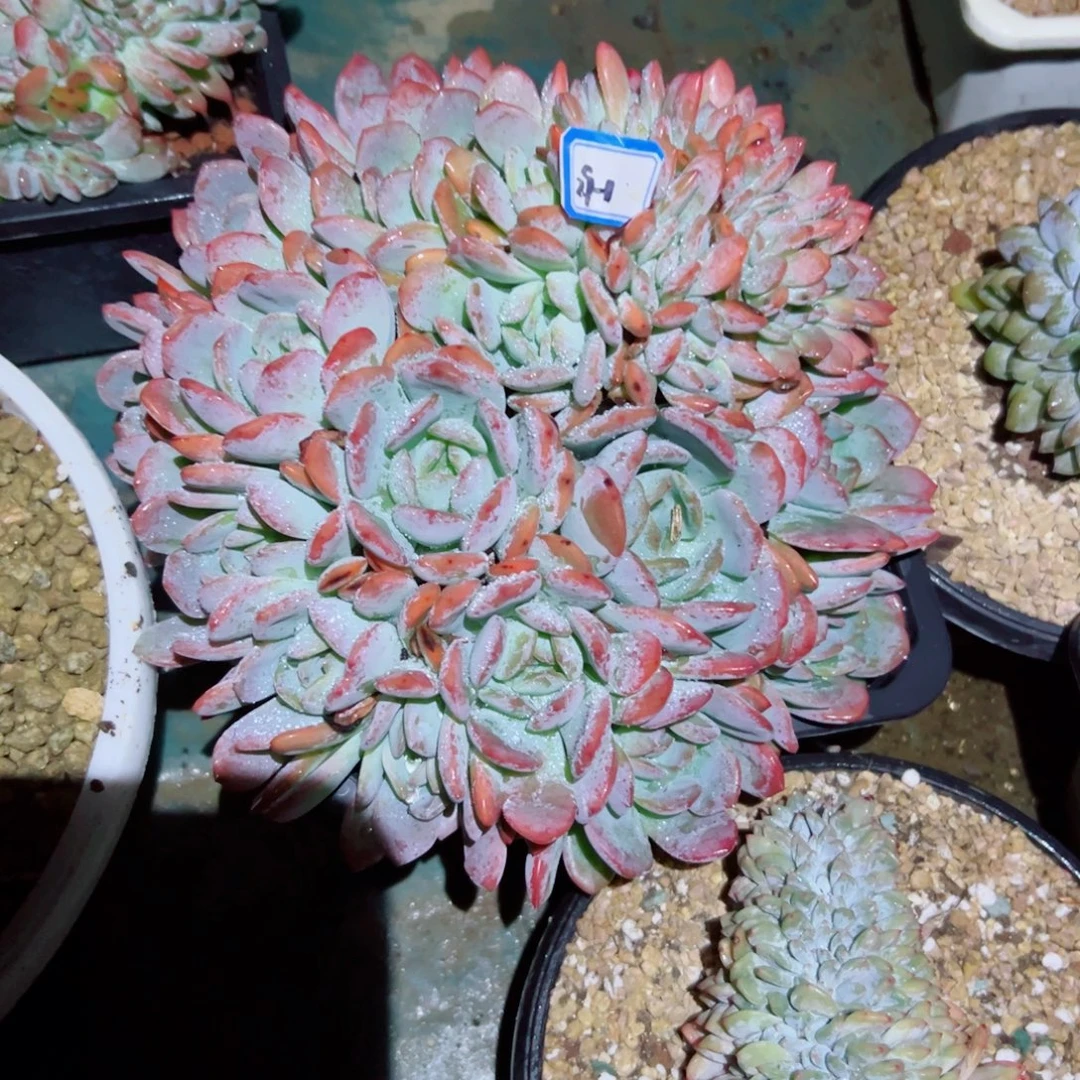 森***＊精品多肉植物老桩