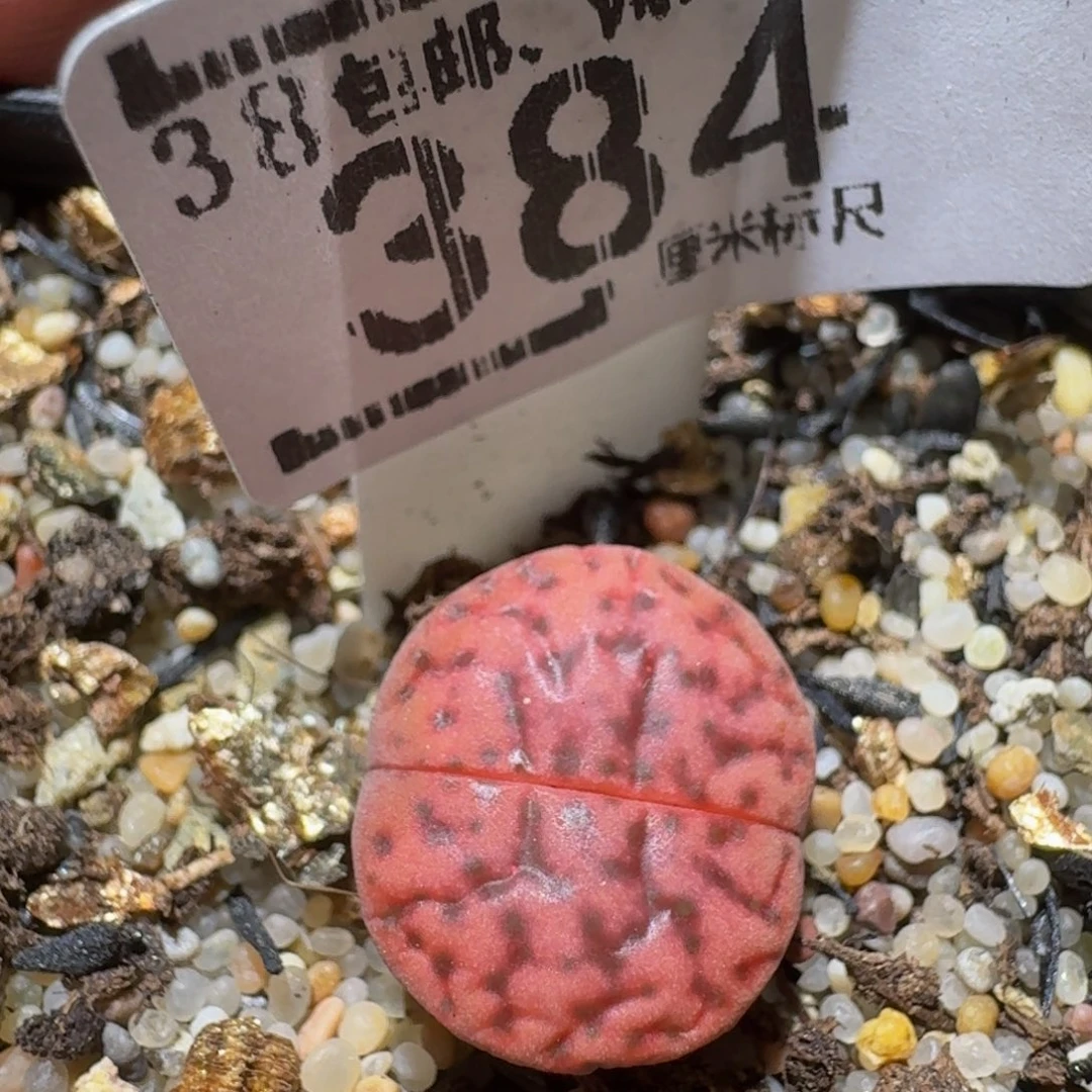 Ssss精品生石花384
